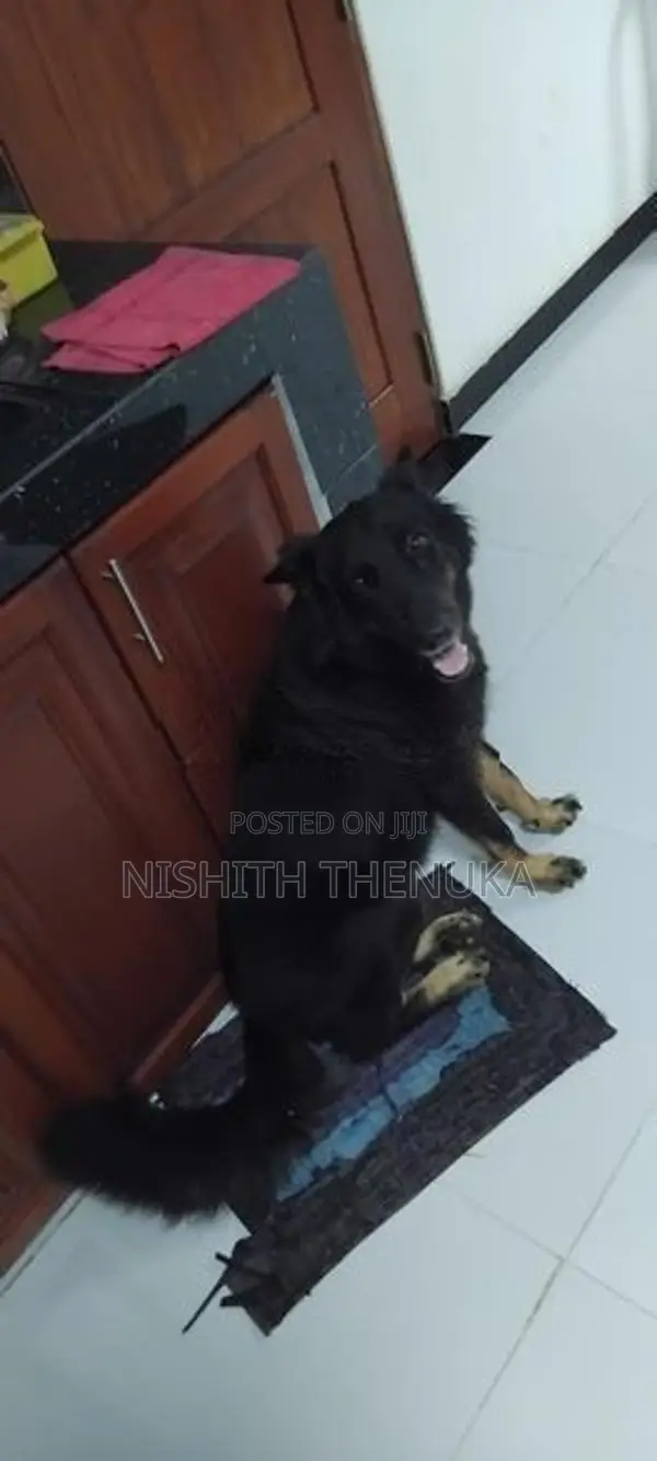 Lion Shepherd Dog