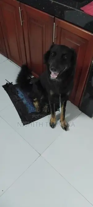 Lion Shepherd Dog