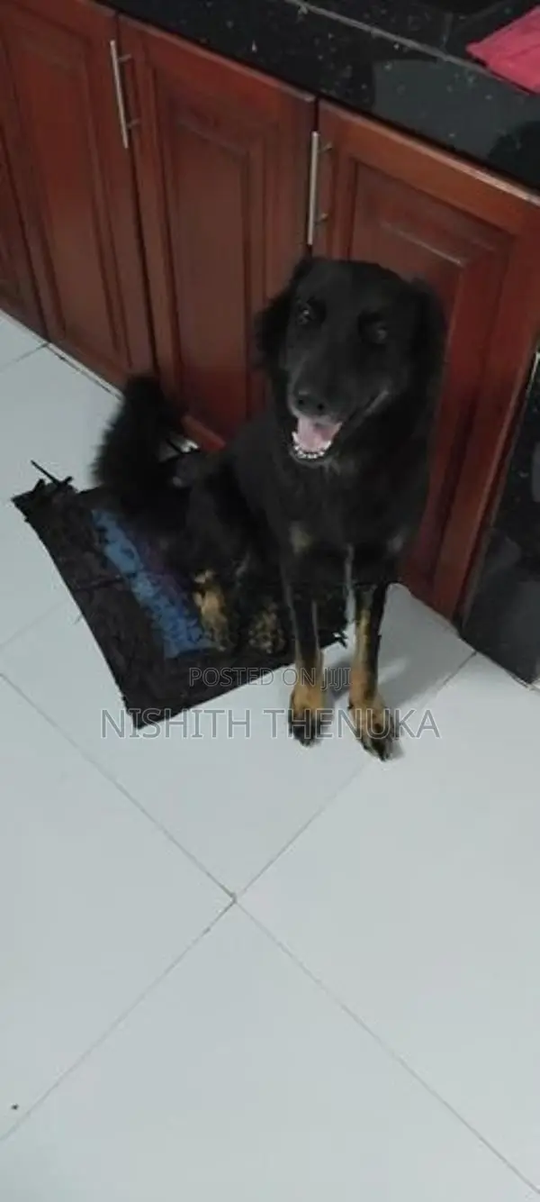 Lion Shepherd Dog