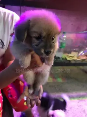 Lion Pomeranian Puppies