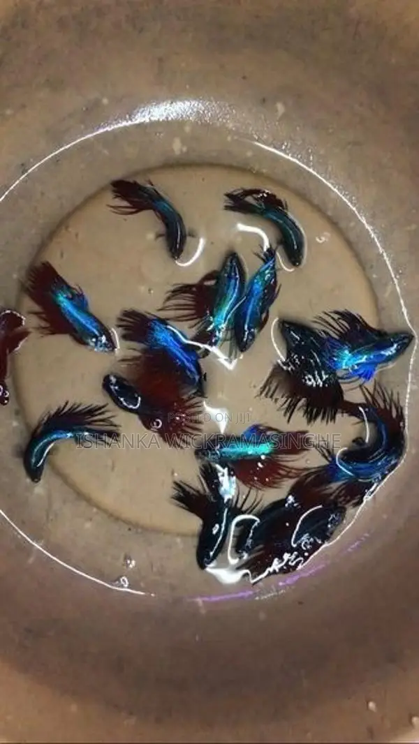 Betta Fish