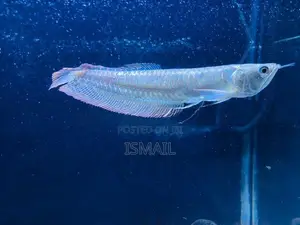 Silver Arowana