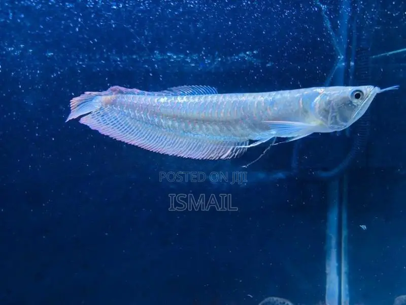 Silver Arowana