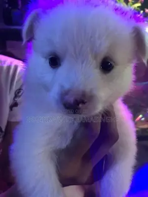 Lion Pomeranian Puppies