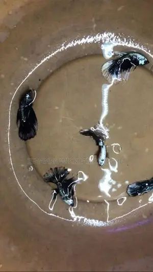 Betta Fish