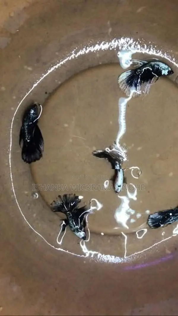 Betta Fish