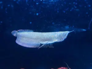 Silver Arowana