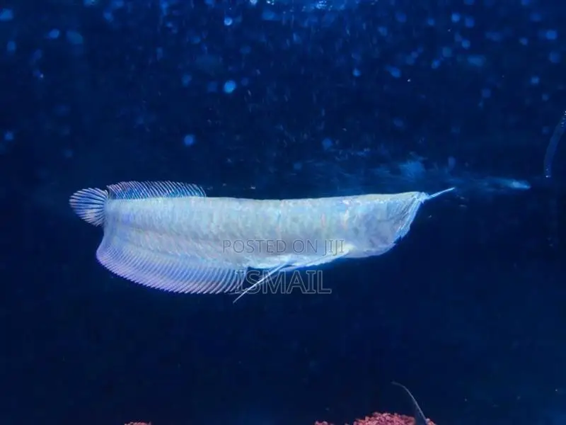 Silver Arowana