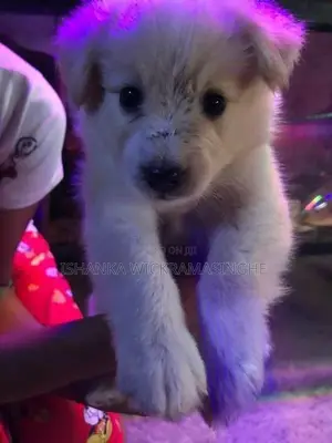 Lion Pomeranian Puppies