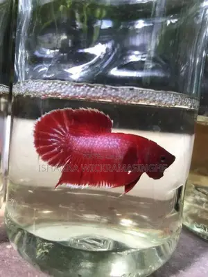 Betta Fish