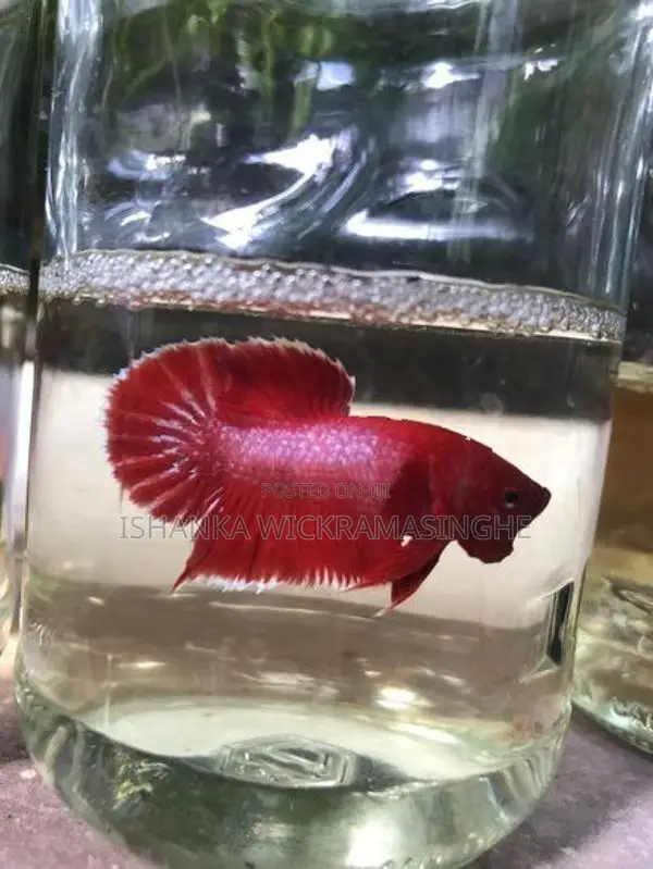 Betta Fish