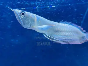 Silver Arowana