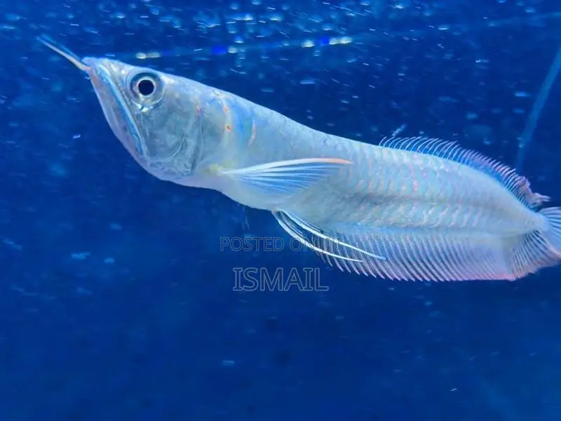 Silver Arowana