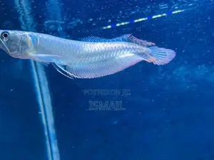 Silver Arowana
