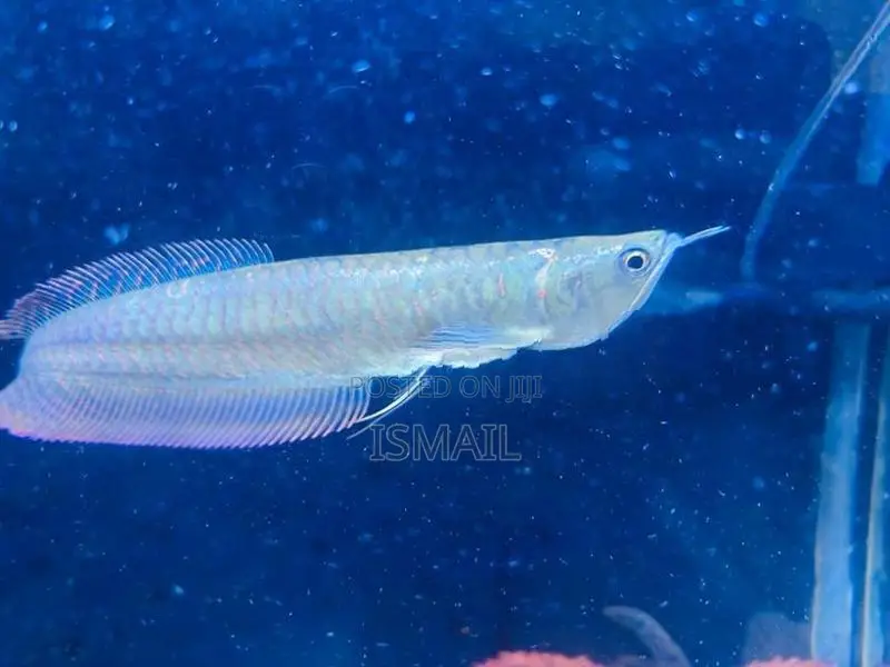 Silver Arowana