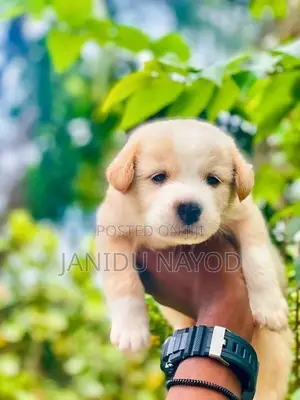 Labrador Puppies