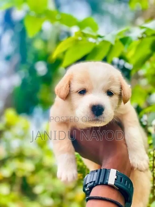 Labrador Puppies
