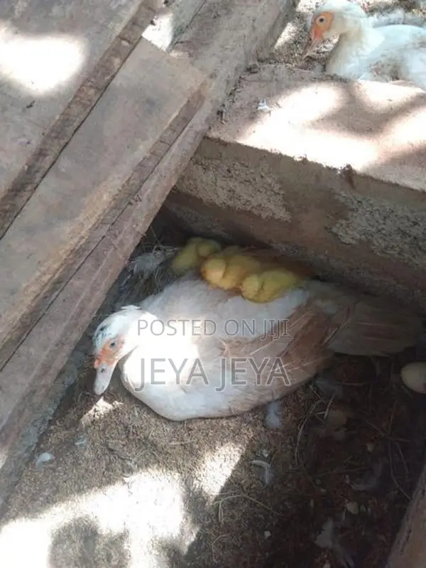 தாரா குஞ்சு