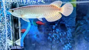 Green Arowana