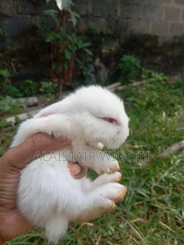 Angora Rabbit