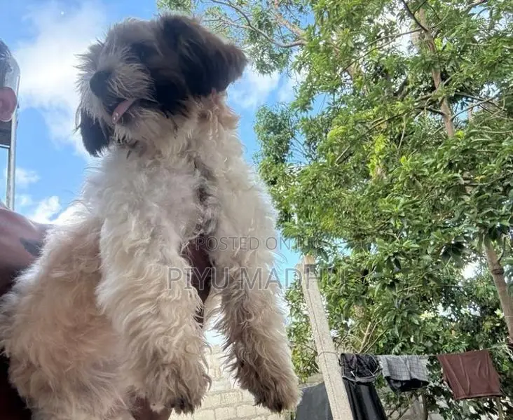 Shih Tzu Puppy