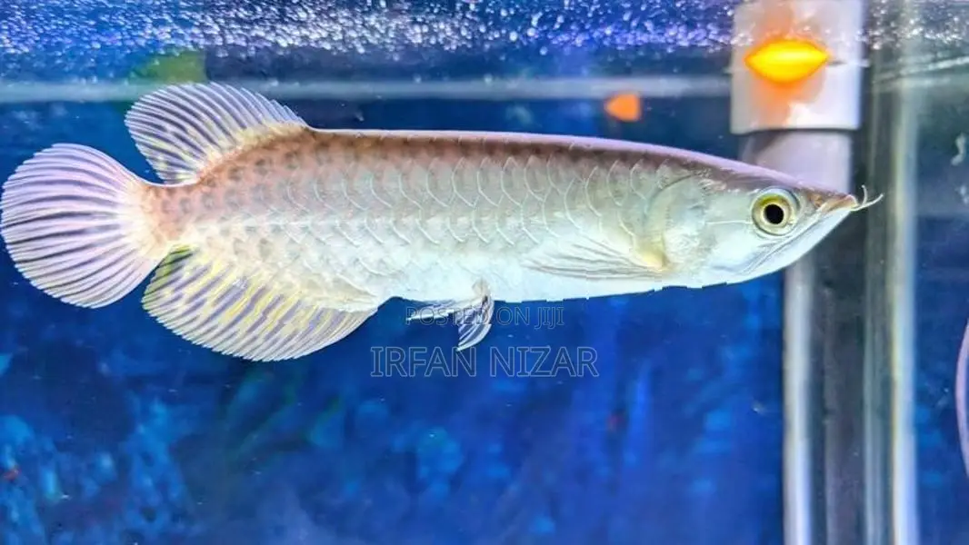 Green Arowana