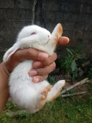 Angora Rabbit