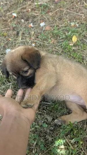 Labrador Puppies
