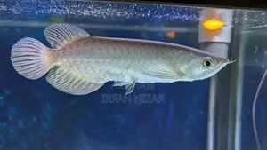 Green Arowana