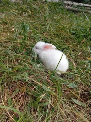 Angora Rabbit
