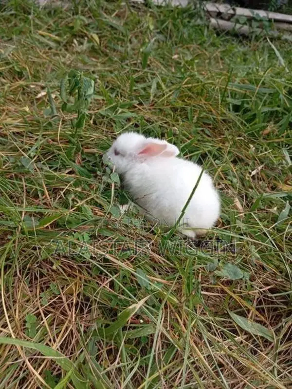 Angora Rabbit
