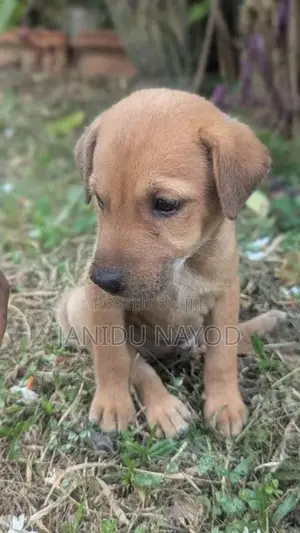 Labrador Puppies