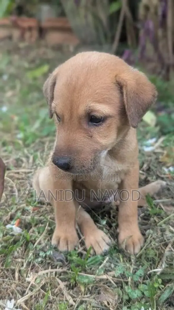 Labrador Puppies