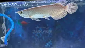 Green Arowana