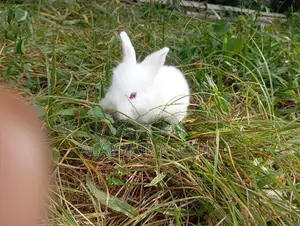 Angora Rabbit