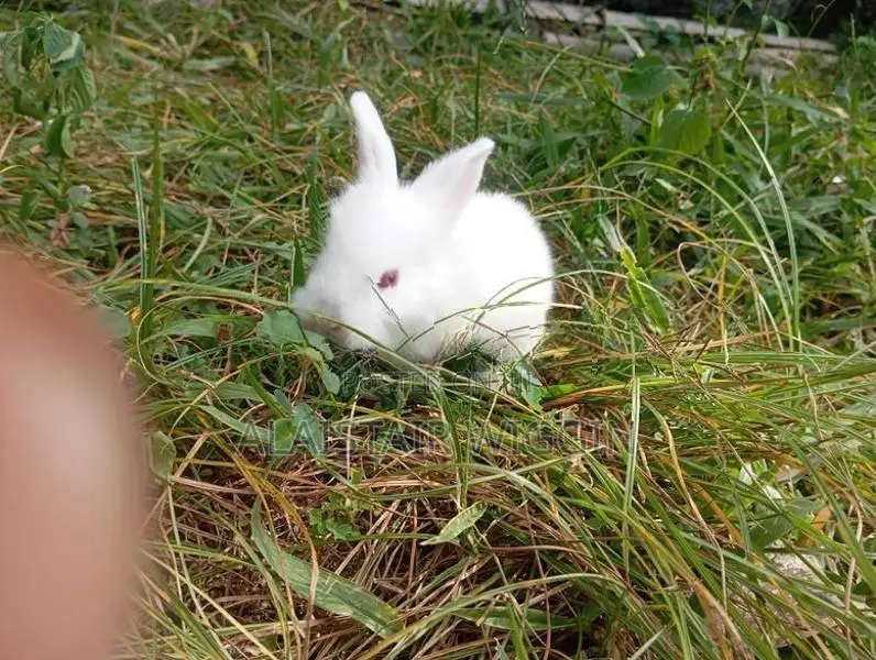 Angora Rabbit