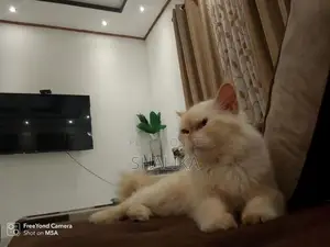 White Persian Cat