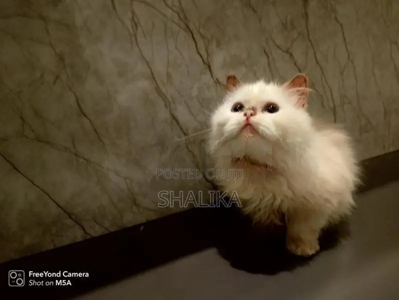 White Persian Cat