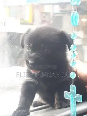 Shih Tzu Mix Puppy