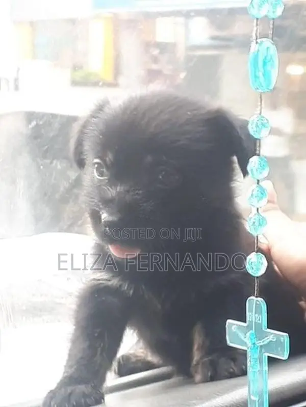 Shih Tzu Mix Puppy