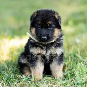 Germen Sheperd Puppies