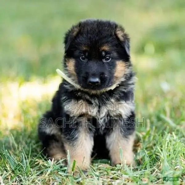 Germen Sheperd Puppies