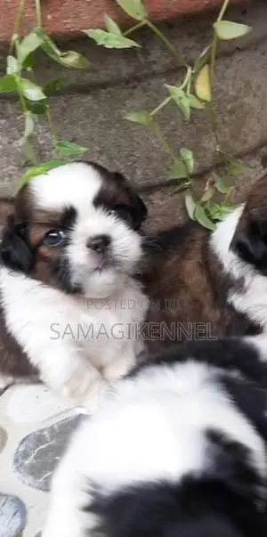 Shih Tzu Male Puppy
