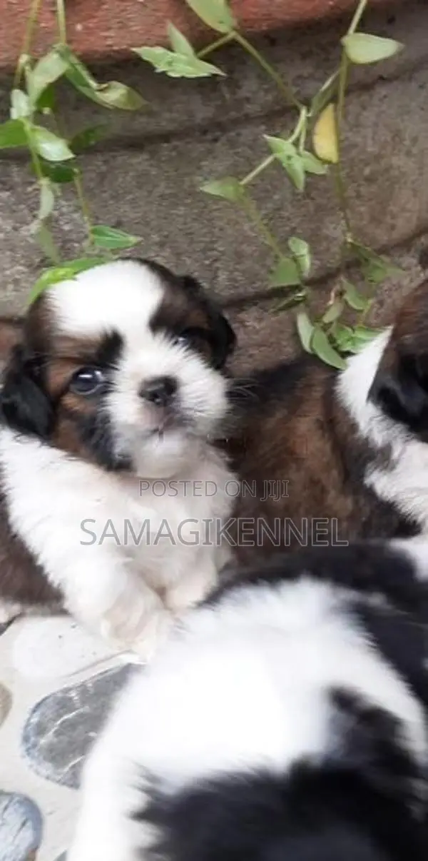 Shih Tzu Male Puppy