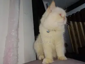 White Persian Cat