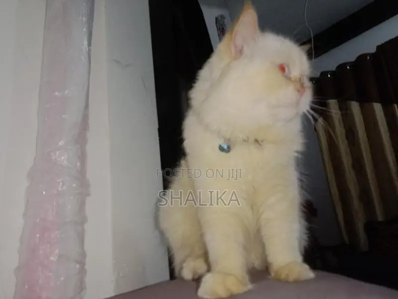 White Persian Cat