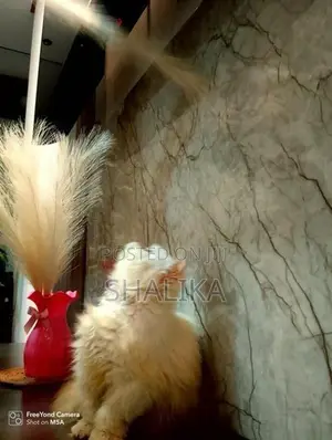 White Persian Cat
