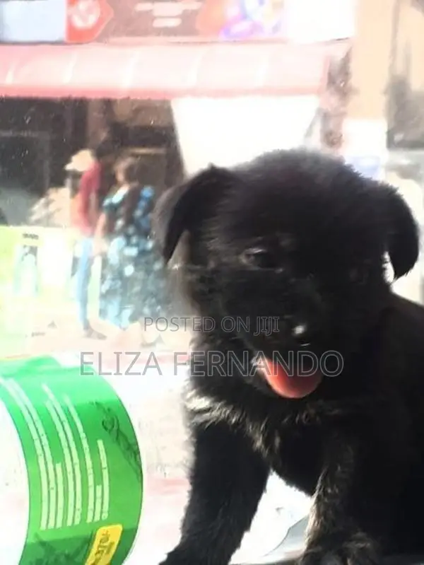 Shih Tzu Mix Puppy