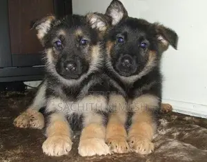 Germen Sheperd Puppies