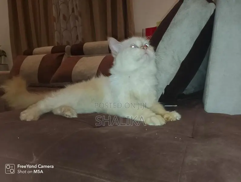 White Persian Cat